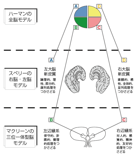 図：ハーマンモデル（脳の４象限）