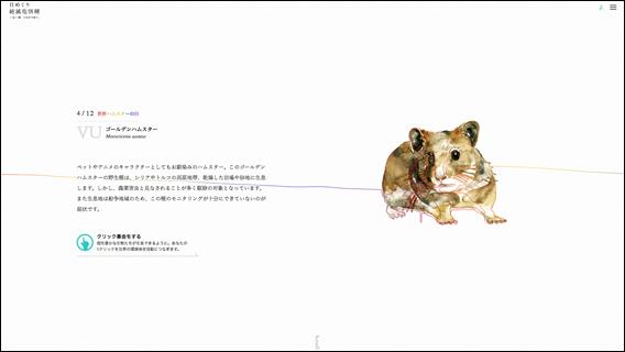 バハ・カリフォルニアの絶滅危惧動物 - アンヘル・デ・ラ・グアルダ島のカチャワラ (Sauromalus hispidus)