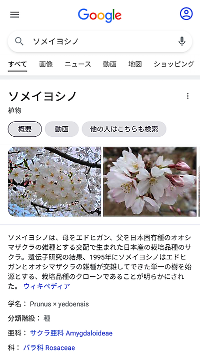 ソメイヨシノのモバイル検索結果