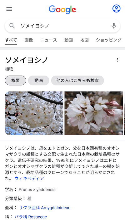 ソメイヨシノのモバイル検索結果